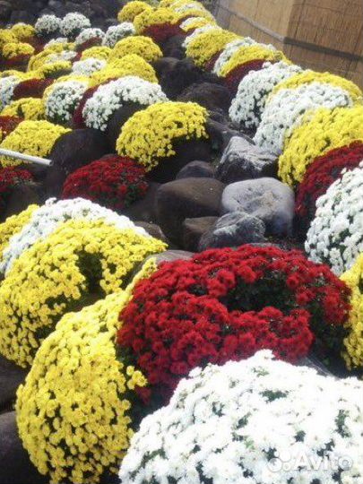 Хризантема шаровидная мультифлора