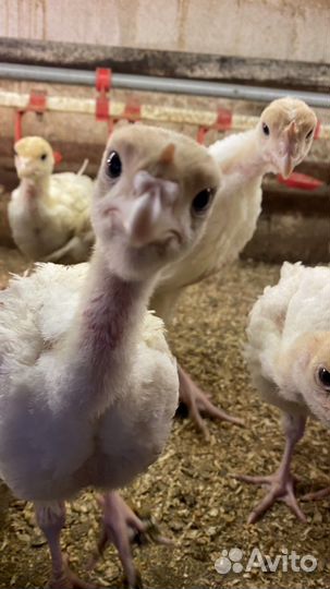 Индюшата хайбрид конвертер