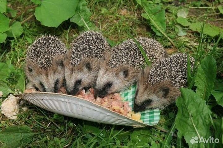 Ежик дачный