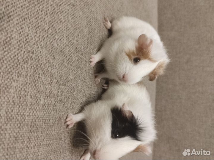 Морские свинки малыши девочка и мальчик