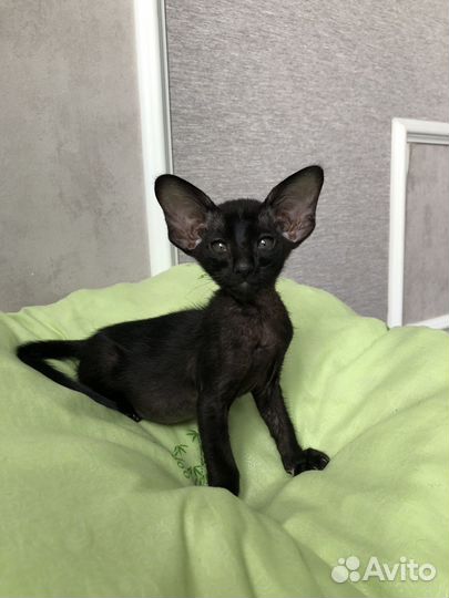 Ориентальный кот