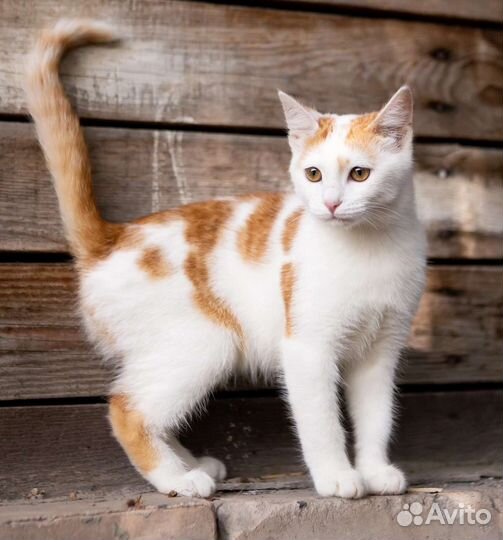 Милый Мартин