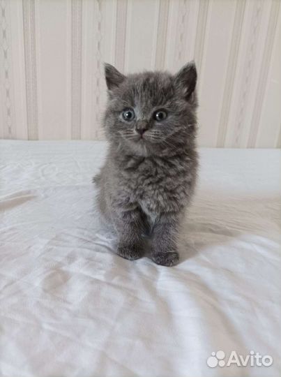 Отдам котят