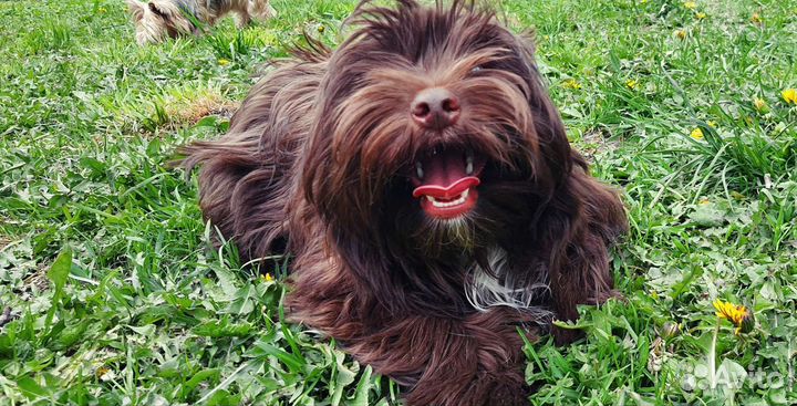 Йоркширский терьер мальчик 11 месяцев