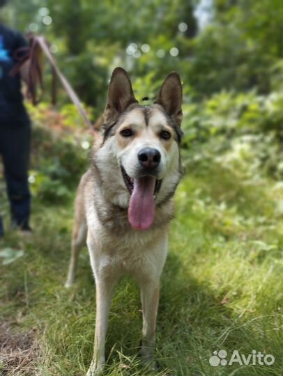 Собака в добрые руки