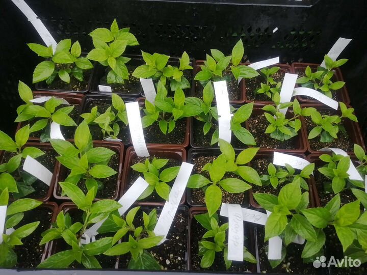 Метельчатая гортензия, саженцы