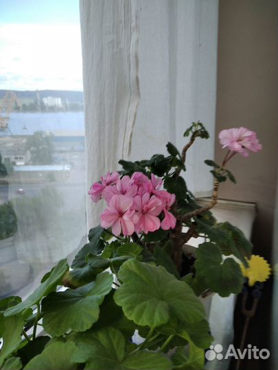 Комнатные растения цветы