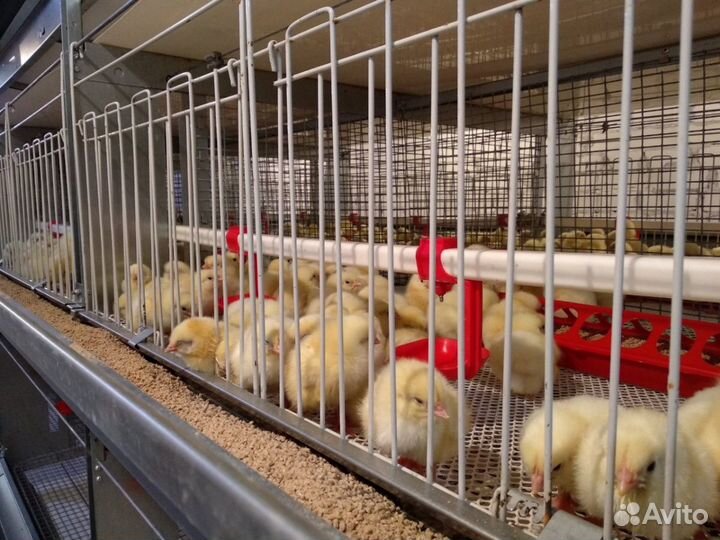 Цыплята-бройлер, индюшата, утята