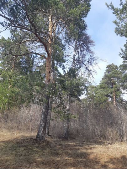 Участок 20 сот. (ИЖС)