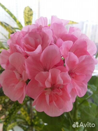 Пеларгония (герань) сортовые
