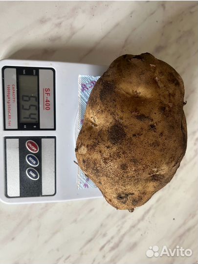 Семенной картофель Сынок