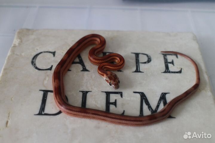 Маисовый полоз этого сезона