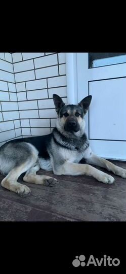 Восточноевропейская овчарка вязка