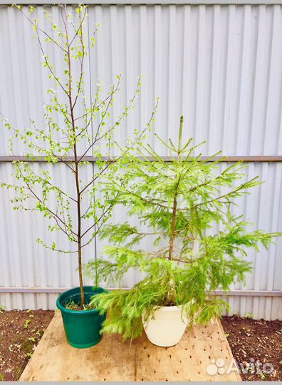 Ели Сосны Березы саженцы с доставкой