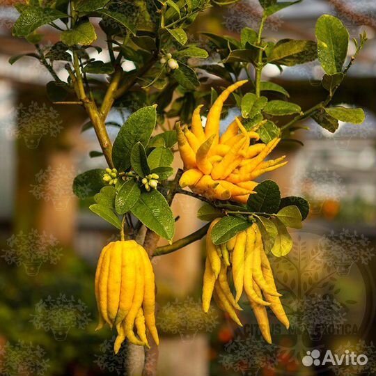 Цитрус Рука Будды