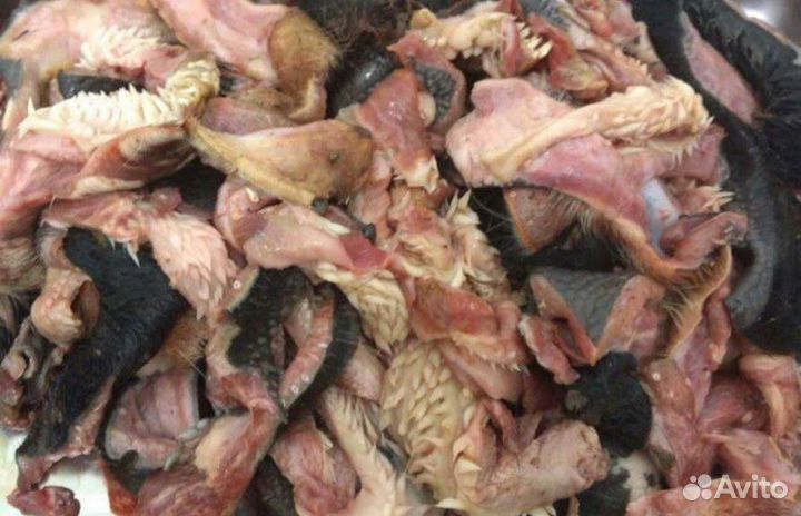 Корм для собак