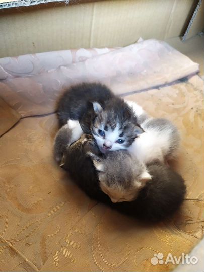 Котята в добрые руки