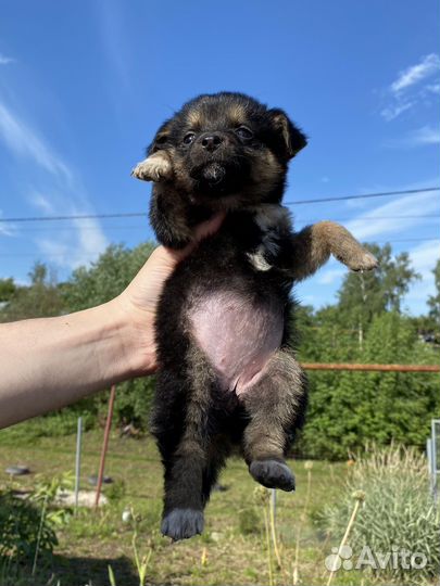 Щенок в добрые руки бесплатно маленькая порода