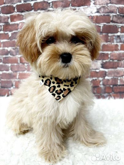 Мальтипу f1 mini мальчик с документами