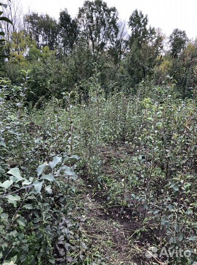 Саженцы плодовых деревьев, кустарники