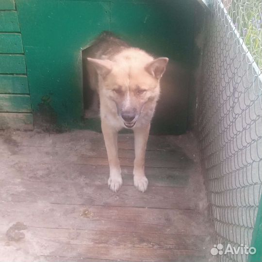 Собака в добрые руки отдам бесплатно