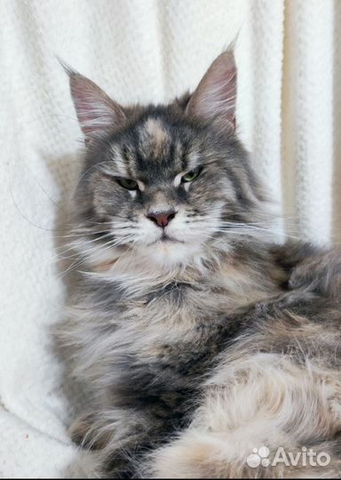 Котята мейн-кун бронь