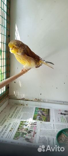 Канарейки глостер, норвич, крестед, красный мозаик