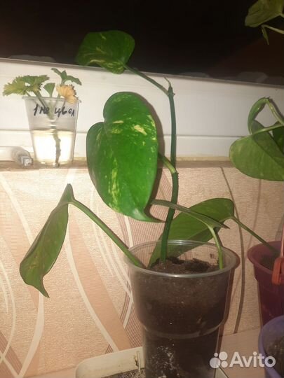 Комнатные цветы