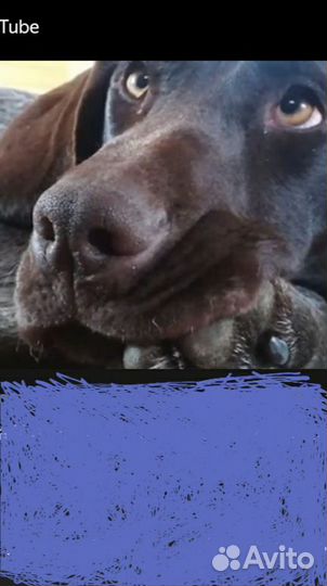 Щенки курцхаара 5000