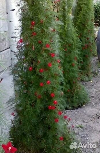 Ипомея Квамоклип