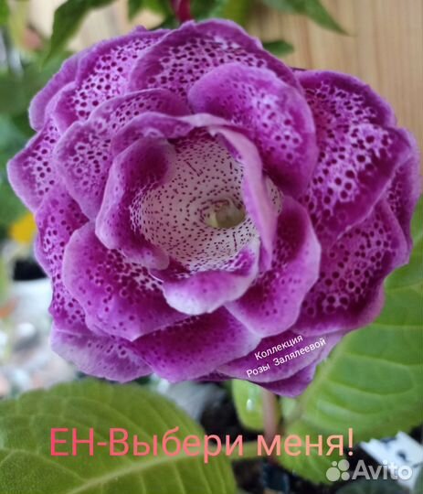 Глоксиния махровая