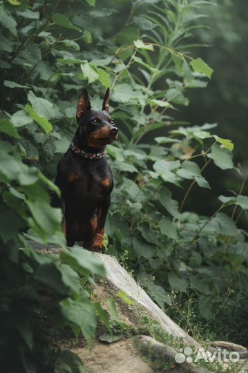 Вязка цвергпинчер