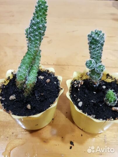 Цветочная мелочь