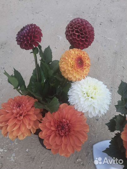 Георгины клубни