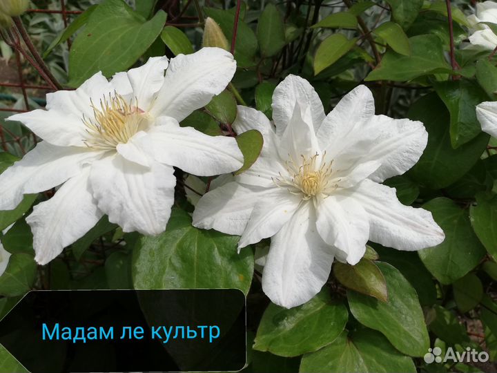 Клематисы