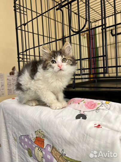 Сибирский котенок мальчик