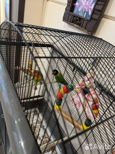 Клетка для попугаев