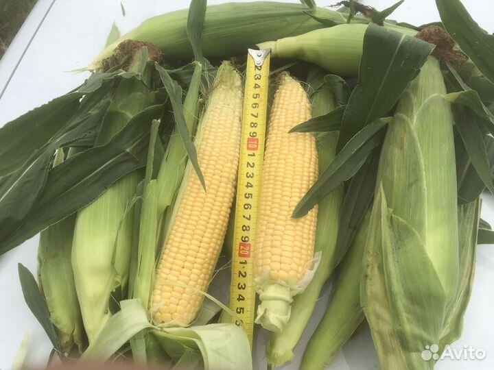 Сладкая овощная кукуруза