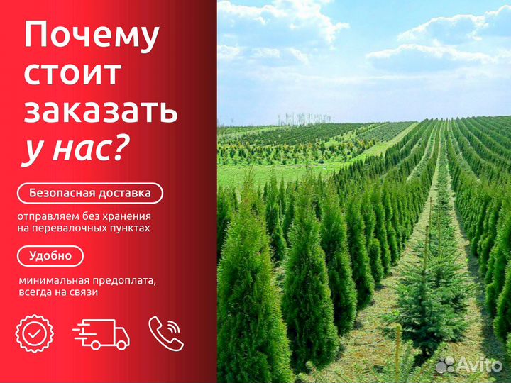 Туя из питомника