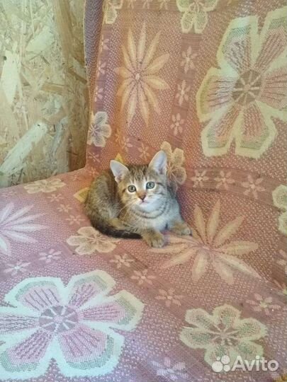 Бенгальские котята