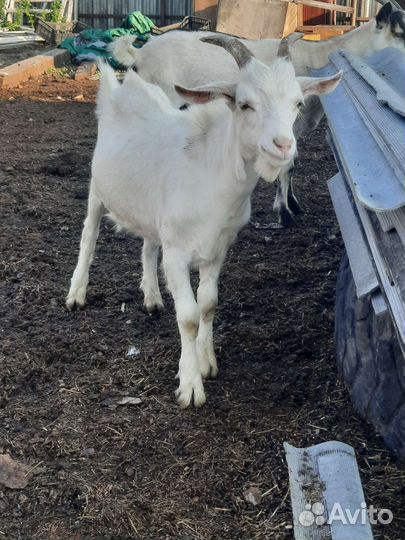 Козы.козоы.козухи.козлята