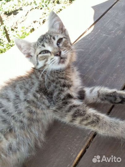 Котята ищут дом