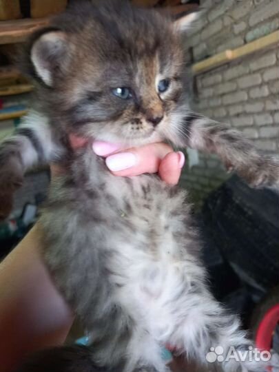 Котята