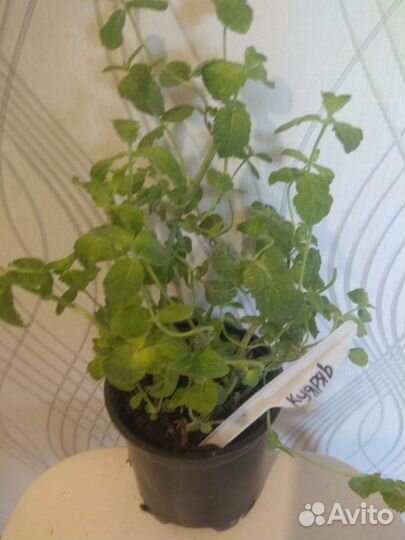 Мята,разные сорта