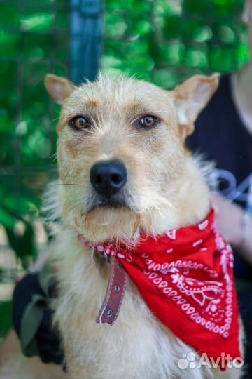 Молодая собака из приюта в добрые руки