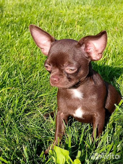 Чихуахуа девочки РКФ