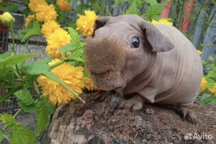 Морская свинка скинни