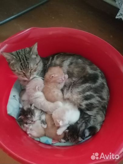 Британская кошка