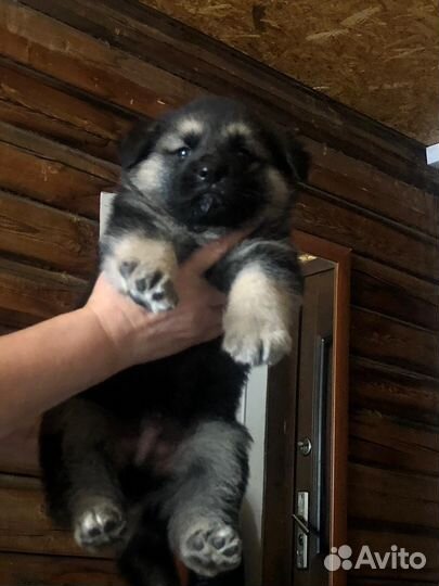 Немецкая овчарка