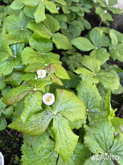 Подофиллум щитовидный